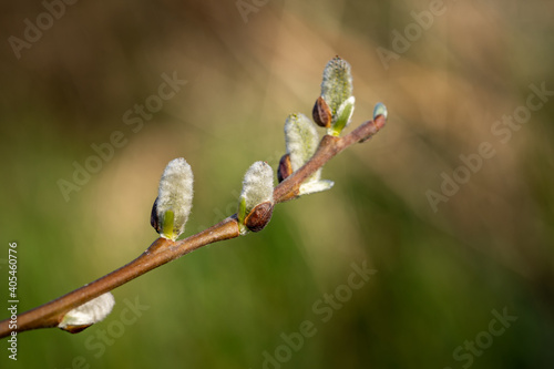 Closeup of salix caprea in a field under the sunlight with a blurry backgr