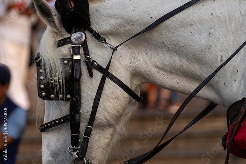 Caballo con riendas y montura