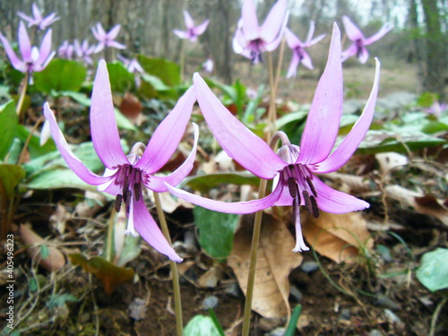 栃木・みかも山のかたくりの花