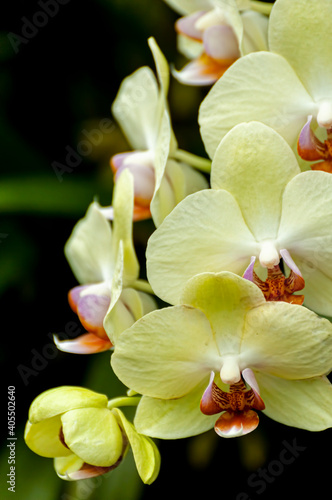 Yellow Moth Orchid Flower Stem