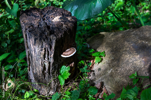 Wooden fungus on tree trunk. Peaceful summer forest detail. Sunny meadow with wild plants and tree stump. Wood decay fungi growing. White and brown conk