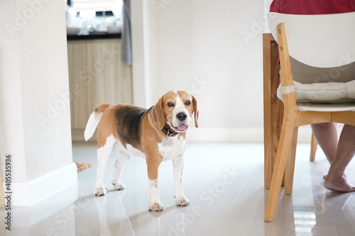A beagle dog is happy and smiles in house with his owner.Happy dog expression, his owner come back home.Dog exiting and happy concept.
