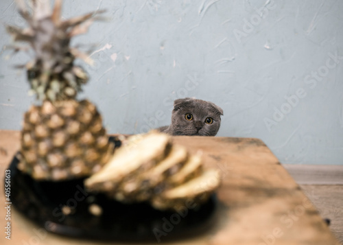 Kitten looks out from behind a wooden table