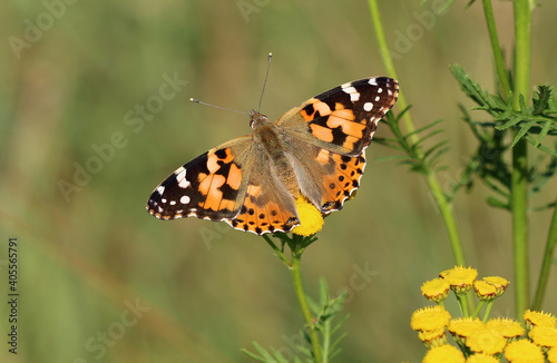 Distelfalter - Painted Lady