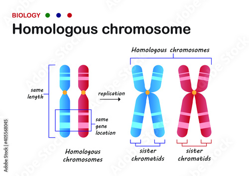 Biology diagram present structure of homologous chromosome in living organism