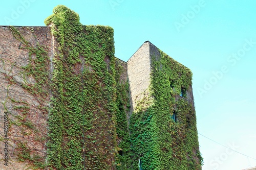Green ivy-covered wall of a brick building