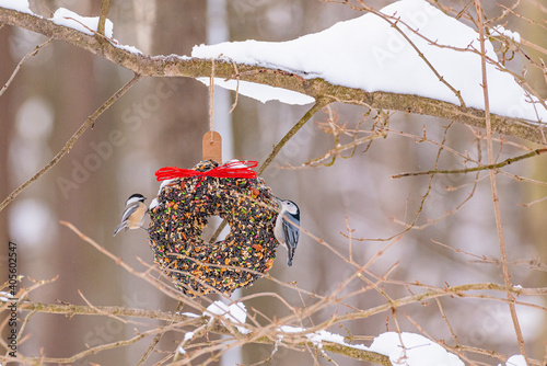 Pair of nuthatch birds perched on bird seed suet feeder wreath in woods in winter