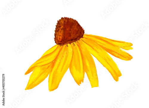 Hand drawn watercolour illustration of yellow rudbeckia isolated on white background. 