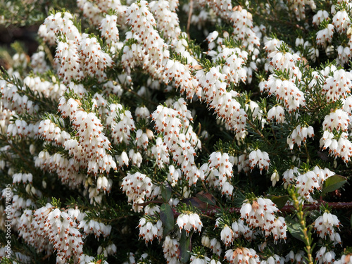 Bruyère blanche ou erica arborea à fleurs en grappes sur des rameaux velus et cotonneux