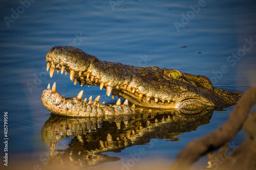 Nile crocodile, crocodylus niloticus in Kruger National Park South Africa