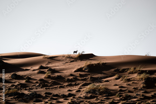 Einsame Oryx-Antilope auf einer Düne im Namib-Naukluft Nationalpark, Namibia