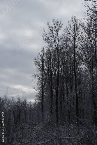 Krajobraz zimowy leśny drzewa