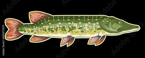 Pike Image. Northern pike. Fish monster. Sketch for mascot, logo or symbol. Pike fishing. Sport fishing club. Vector graphics to design