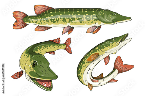 Pike Image. Northern pike. Fish monster. Sketch for mascot, logo or symbol. Pike fishing. Sport fishing club. Vector graphics to design