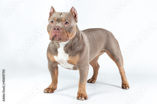 Female dog of american bully breed of lilac tri color standing at the white background with serious face