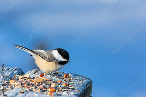 Feeding Chickadee