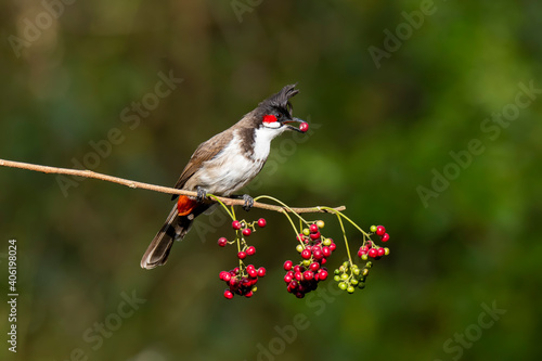 A red-whiskered bulbul perched on a branch in the arid jungles on the outskirts of Bangalore and eating berries