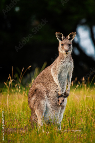 Kangaroo and joey