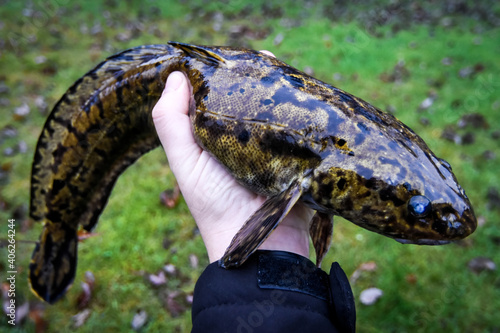 Angler holding a burbot - fishing trophy