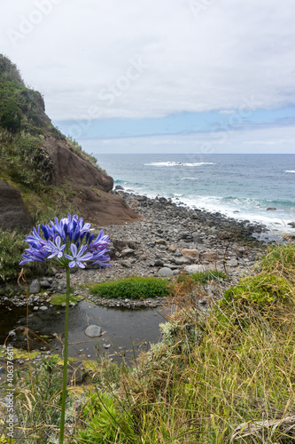 Little River mouth in lush vegetation with purple flower on Madeira Island