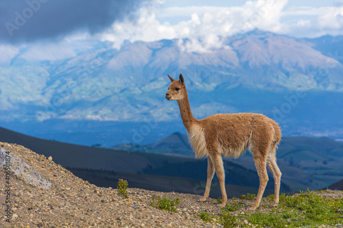 beautiful vicuñas in the chimborazo 