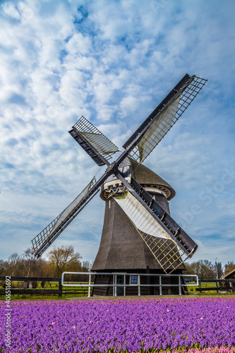 Colorful hyacinths frame working windmill in Holland