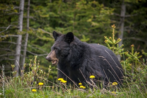 Blackbear with dandellions