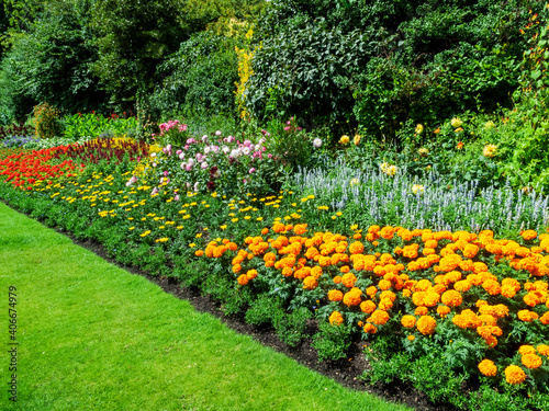 Flower bed border with marigolds which are a yellow summer flowering plant growing in a public park formal garden in July, stock photo image