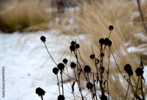 perennial flowerbeds with grasses and hornbeam hedge in winter with snow. constrast of ornamental yellow dry grasses and brown inflorescences of rudbekia. footpath of sandstone between tufs