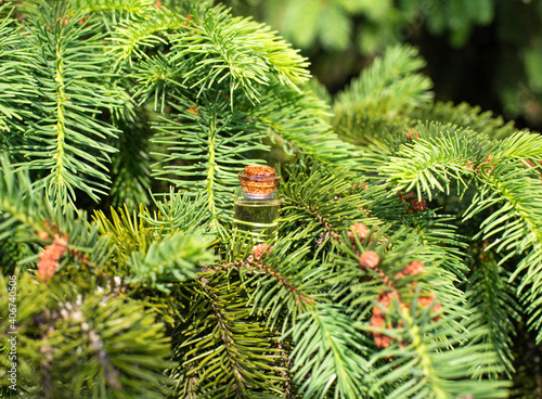 A small bottle of pine oil stands in the dense branches of pine, background. The concept of therapeutic and antibacterial oil in nature