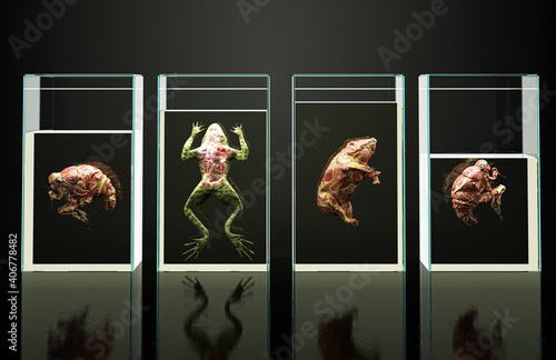 Animal samples dead by vivisection in crystal cases isolated on black background, 3d illustration, 3d rendering