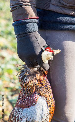 Female game keeper holding a hot pheasant.