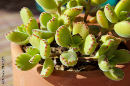 Cotyledon Tomentosa succulent plant in the garden