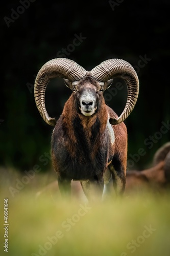 European mouflon (Ovis aries musimon), with beautiful green coloured background. Amazing mammal with brown hair near the forest. Wildlife scene from nature, Czech Republic