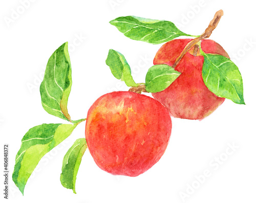 りんごの枝 2つのりんご 水彩画