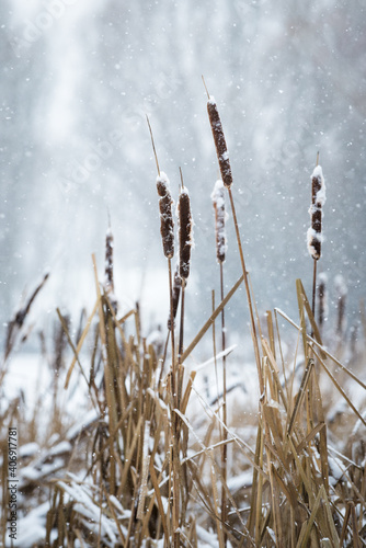 Cob reeds in winter with snowflakes in the back on lake Neusiedlersee in Burgenland