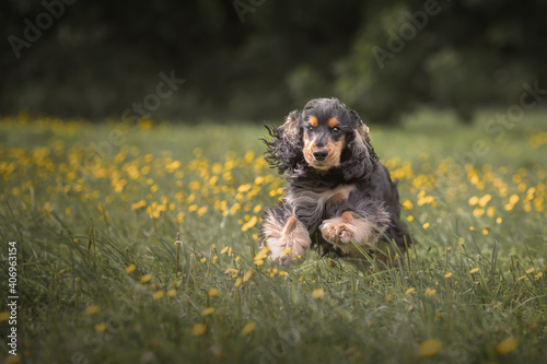 Black tri color english cocker spaniel running on green grass at summer. Portrait of dog at nature