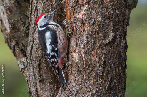 Mittelspecht (Dendrocopos medius)