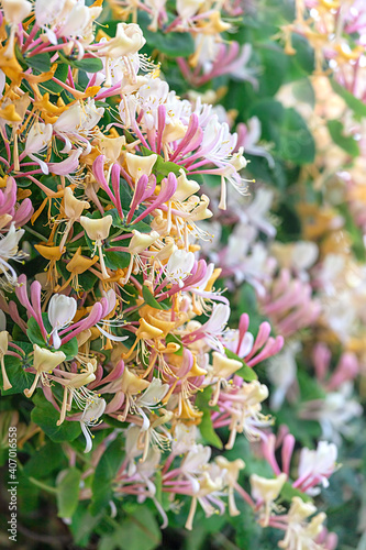 Honeysuckle in garden soft focus. Flowers Lonicera Sempervirens, common names common honeysuckle, European honeysuckle or woodbine.