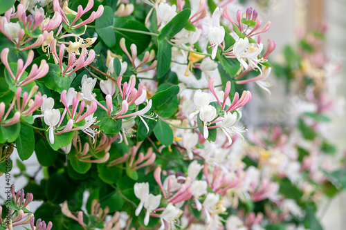 Honeysuckle in garden soft focus. Flowers Lonicera Sempervirens, common names common honeysuckle, European honeysuckle or woodbine.