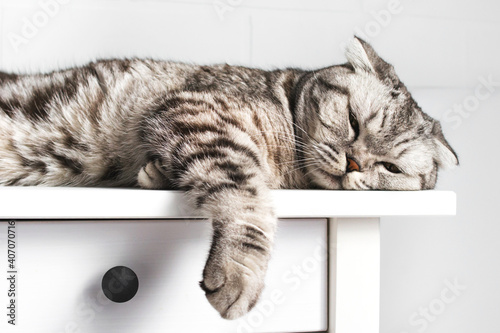 Close up portrait of sleeping scottish fold cat lies on a white nightstand table. Young resting gray striped household pet, yellow eyes. Cozy bright interior. Bored animal dreaming relax