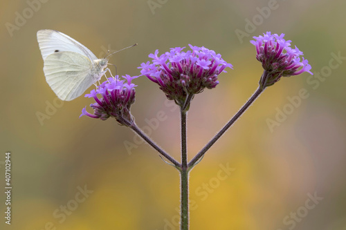 Cabbage White Butterfly feeding on the nectar of a Purple Top Plant