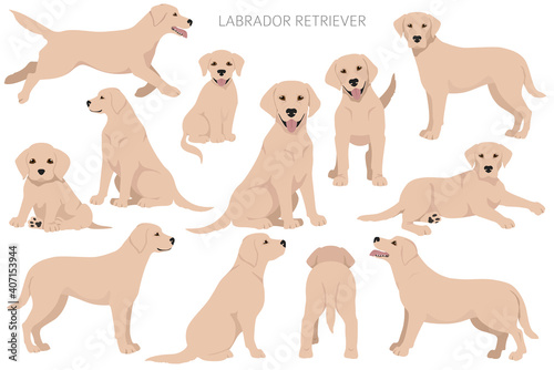 Labrador retriever dogs in different poses and coat colors. Adult and puppy dogs