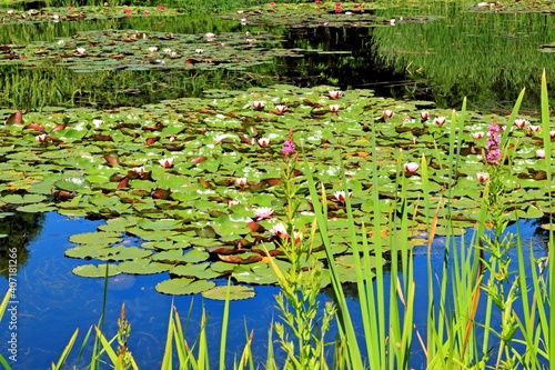 Arboretum Bolestraszyce