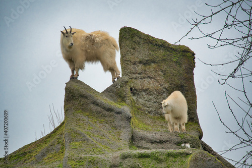 The mountain goats standing on the artificial rock. Vancouver Zoo BC Canada 