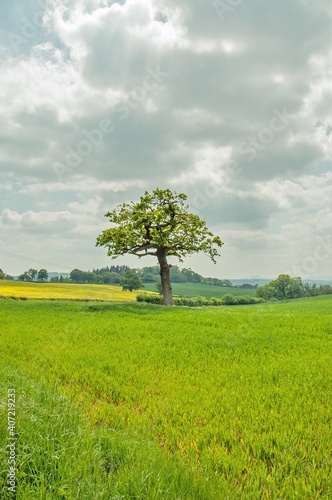 Lone tree on a meadow