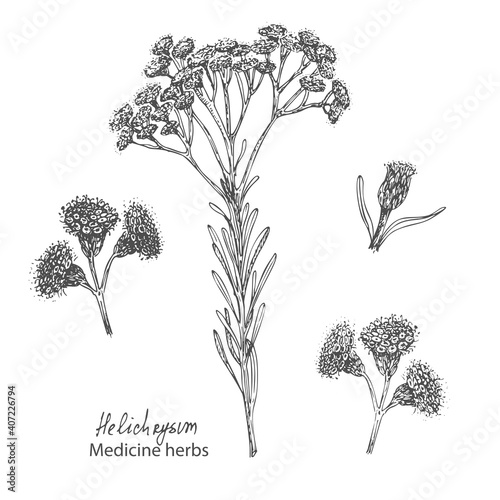 Set hand drawn of immortelle italian, Helichrysum flowers in black color isolated on white background. Retro vintage graphic design. Botanical sketch drawing, engraving style. Vector illustration.