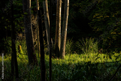 59 / 5000 Wyniki tłumaczenia Beautiful green grasses and tall trees among them