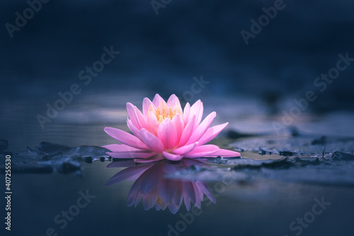 Pink Lotus Flower Or Water Lily Floating On The Water 