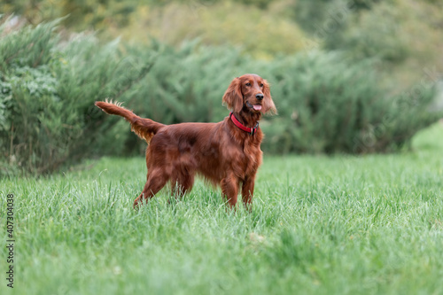 Red irish setter dog is standing on green grass at summer nature